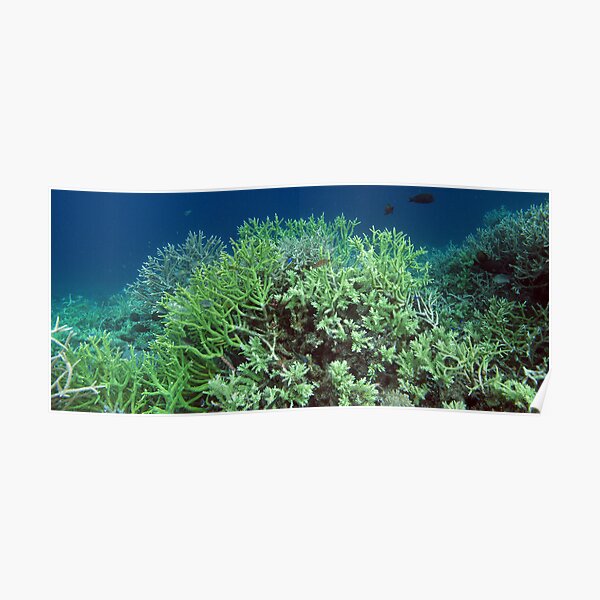 Reef Crest at Misool II Poster
