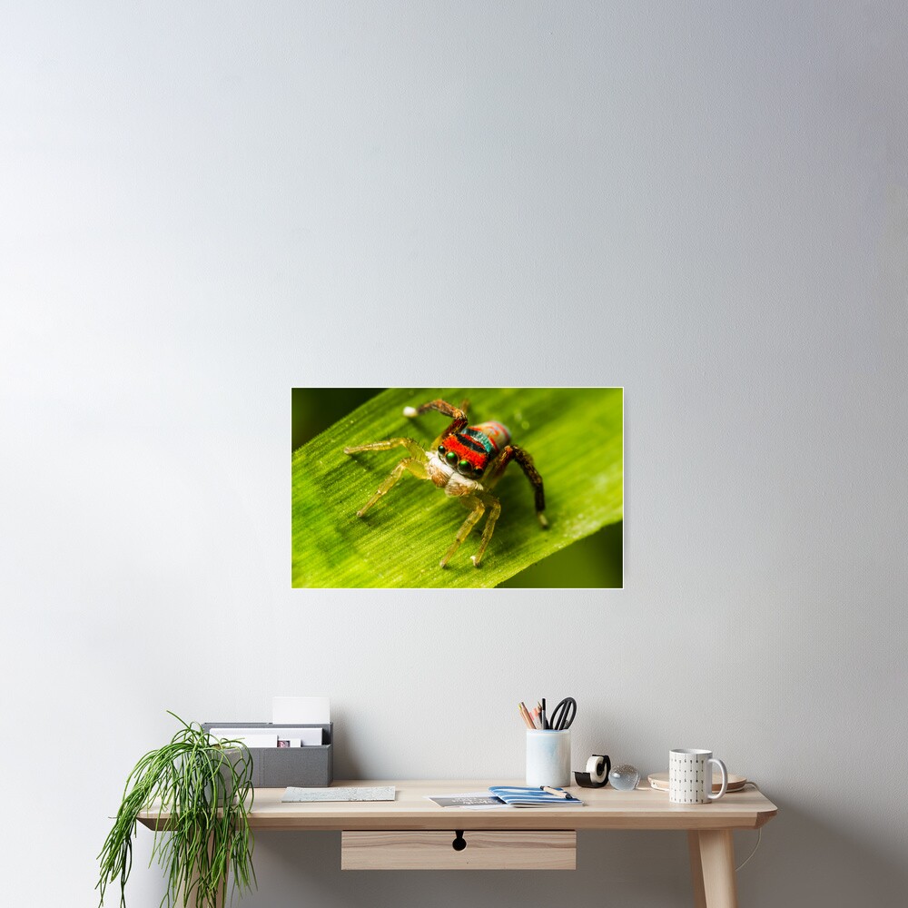 Juvenile Peacock Jumping Spider Poster
