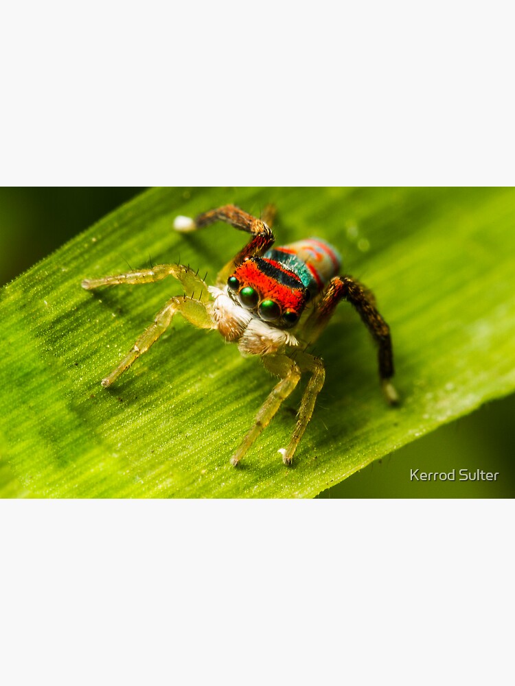 Juvenile Peacock Jumping Spider by kez290