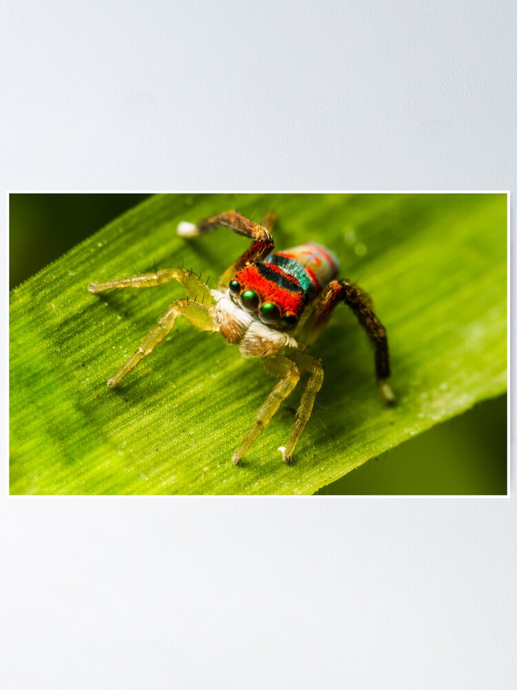 Alternate view of Juvenile Peacock Jumping Spider Poster