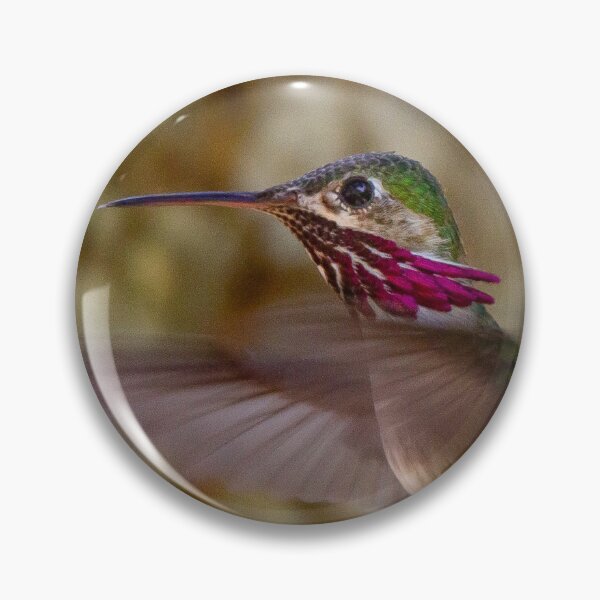 Item preview, Calliope Hummer designed and sold by Ken McElroy.