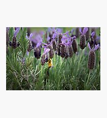 Lavender 2 Photographic Print