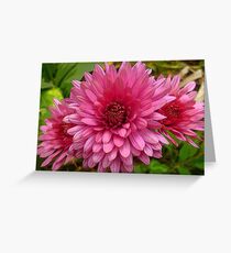 Chrysanthemum Greeting Card