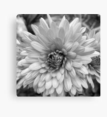 Chrysanthemum Canvas Print