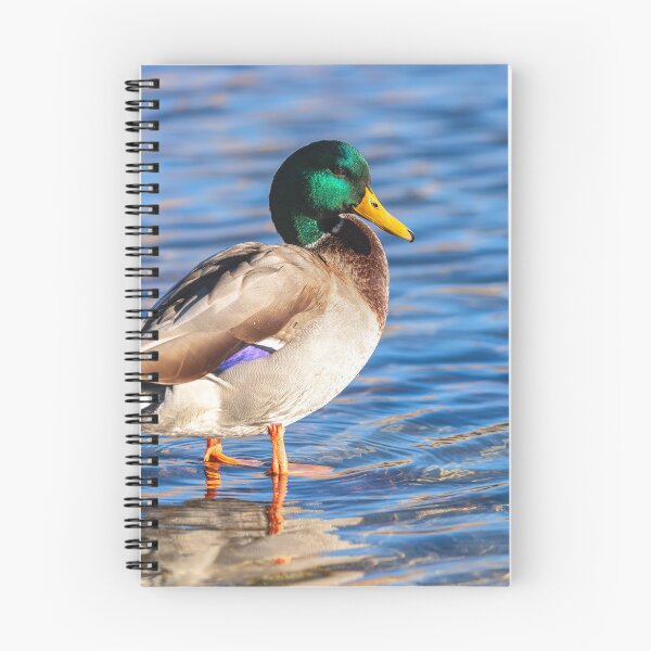 Item preview, Mallard  designed and sold by jvnimages.