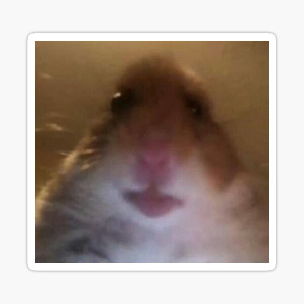 Funny Meme Hamster Animal Gifts Merchandise Redbubble