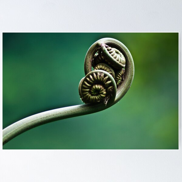 Item preview, Fiddle Heads designed and sold by mikewheels.