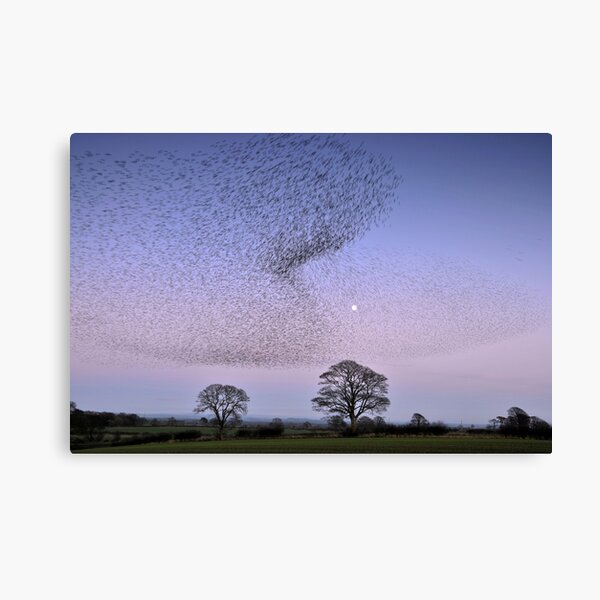 Item preview, Murmuration of Gretna Starlings designed and sold by Joan Thirlaway.