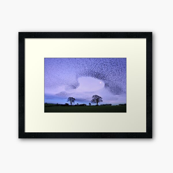 Item preview, Murmuration of Starlings at Gretna Green designed and sold by Joan Thirlaway.
