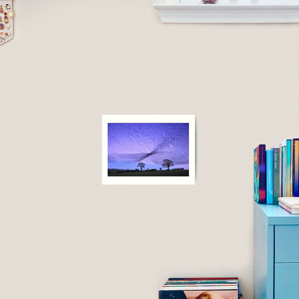 Gretna Starlings and the Murmuration Art Print