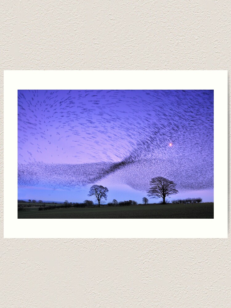 Alternate view of Gretna Starlings and the Murmuration Art Print
