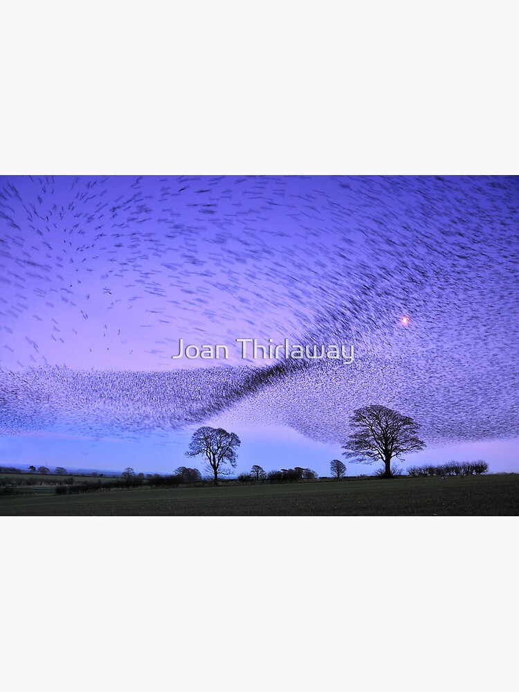 Gretna Starlings and the Murmuration by aftertherain