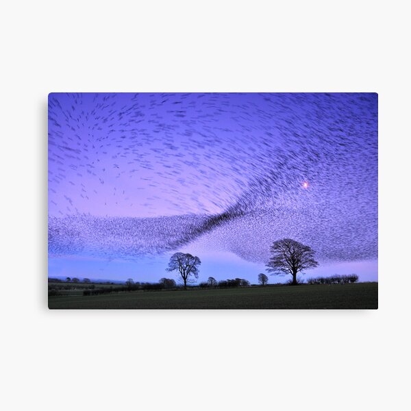 Item preview, Gretna Starlings and the Murmuration designed and sold by Joan Thirlaway.