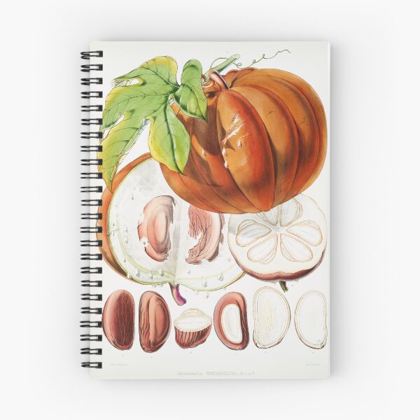Item preview, Vintage pumpkin scientific illustration designed and sold by biodivher.
