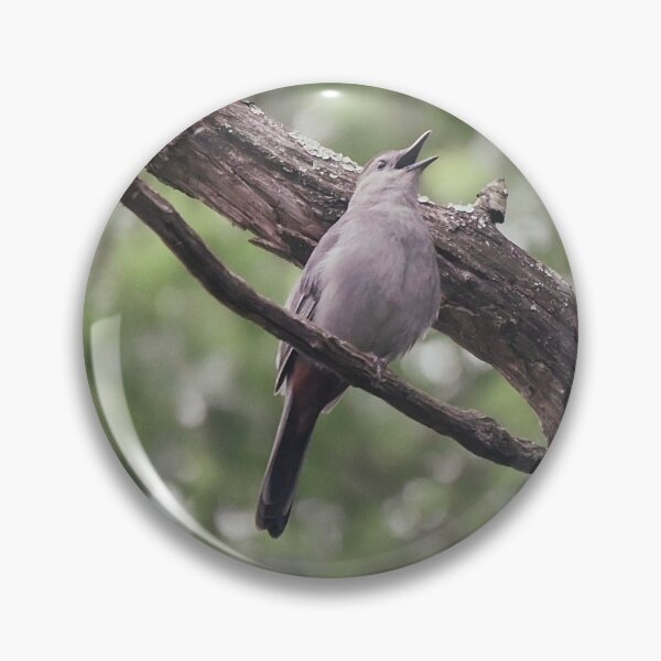Item preview, catbird calling out designed and sold by Pepitaphotos.