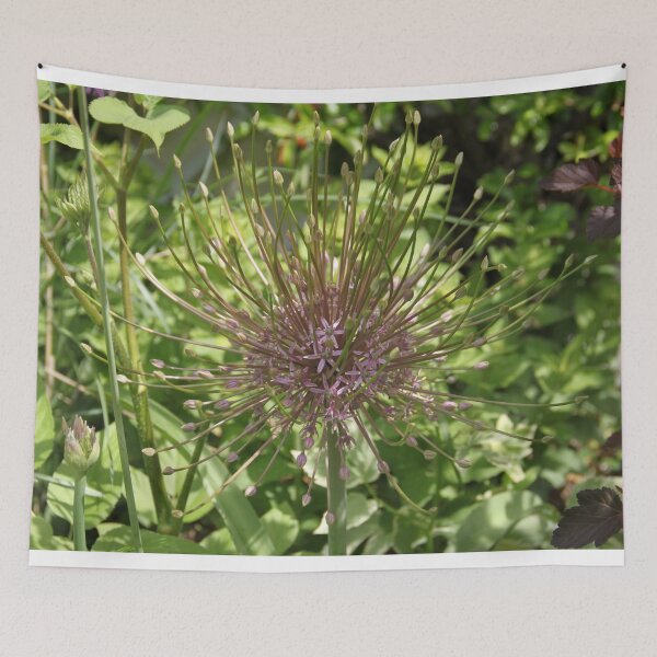 Item preview, Allium pink opening flower head bud	 designed and sold by EstelleRossetti.