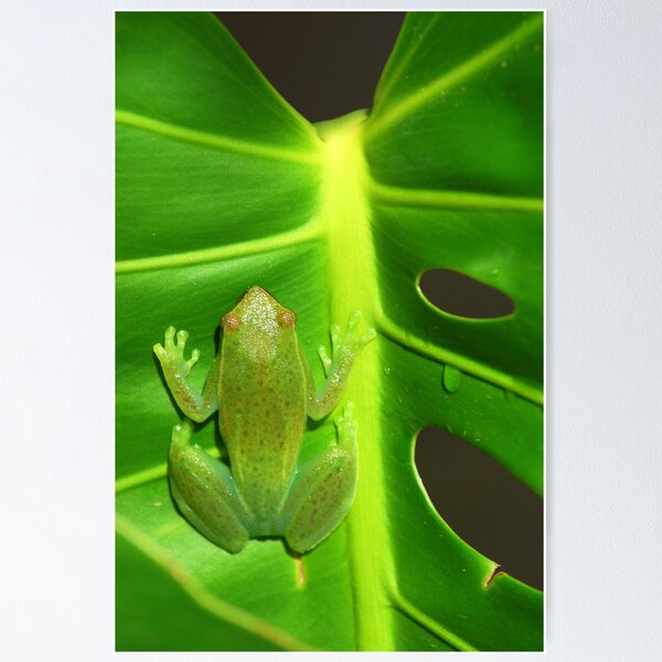 Item preview, Greater Hatchet Faced Treefrog (Sphaenorhynchus lacteus)  designed and sold by Jason Weigner.