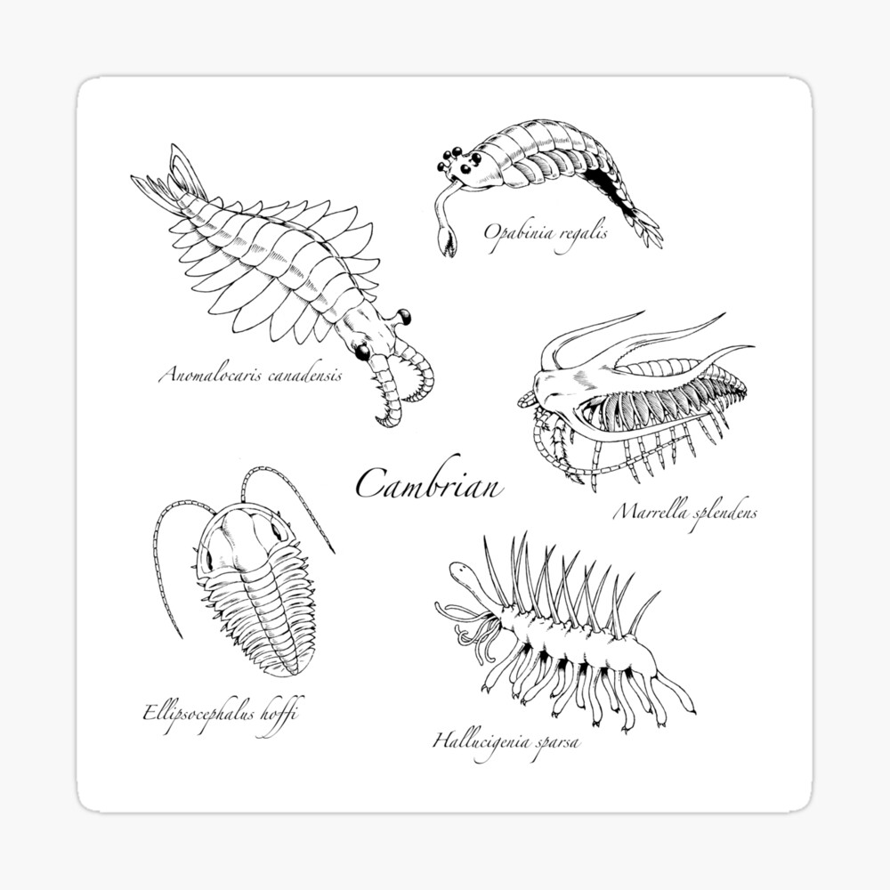 Cambrian Life Cambrian Life