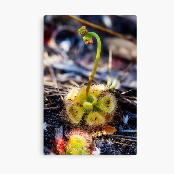 Item preview, Sundew 1 designed and sold by Normf.