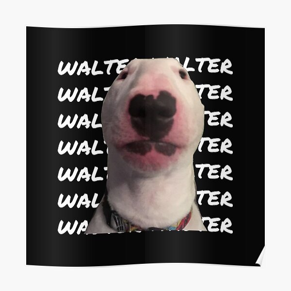 Drippy Walter Dog Meme