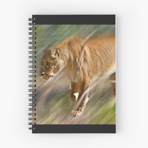 Item preview, Lioness on a prowl designed and sold by miroslava.