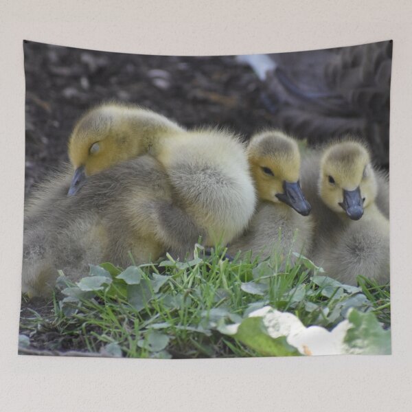 Item preview, Sleepy Goslings designed and sold by ReneeKennedy.