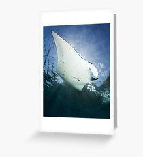Manta 'n Rays Greeting Card
