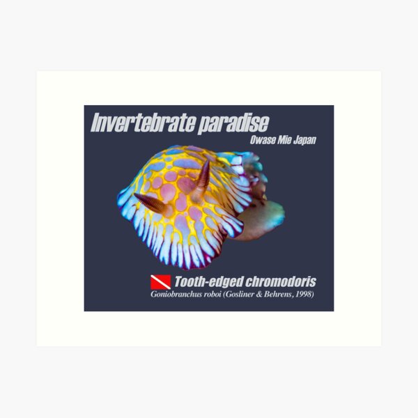 Colorful Nudibranch Art Print
