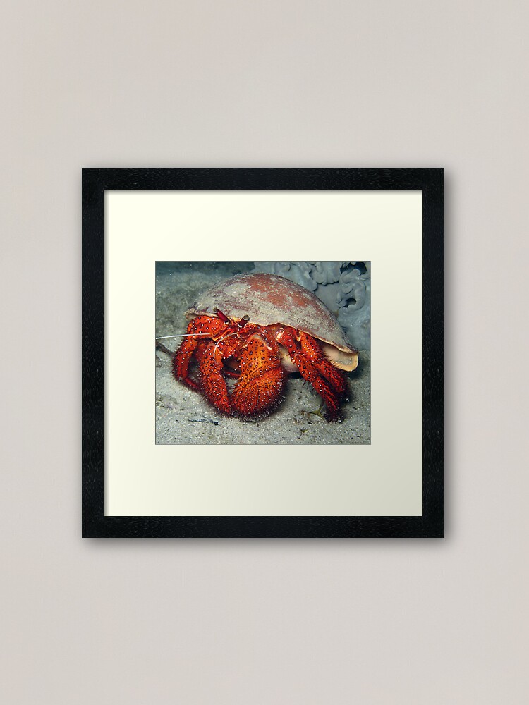 Alternate view of Hermit in Melo Framed Art Print
