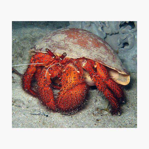 Hermit in Melo Photographic Print