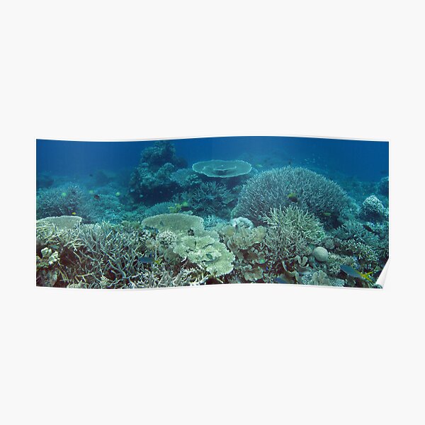 Coral Community at Pulau Wofo I Poster