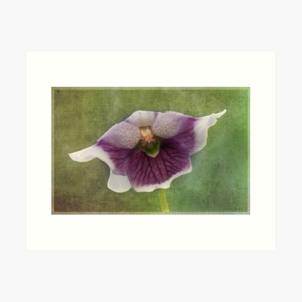 Item preview, Australian Native Violet - Viola hederacea designed and sold by pcbermagui.
