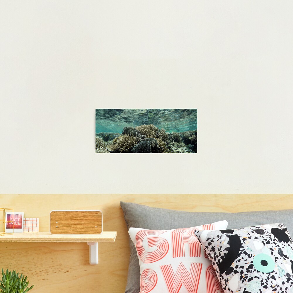 Coral Community at Pulau Wofo III Photographic Print