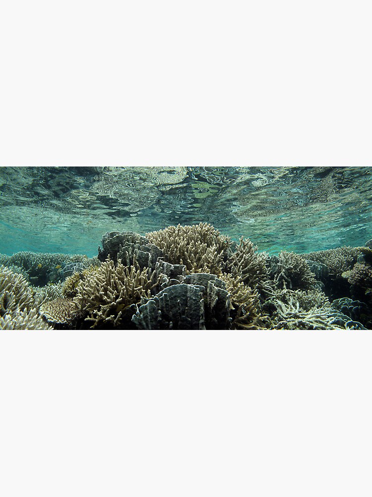Coral Community at Pulau Wofo III by neoniphon