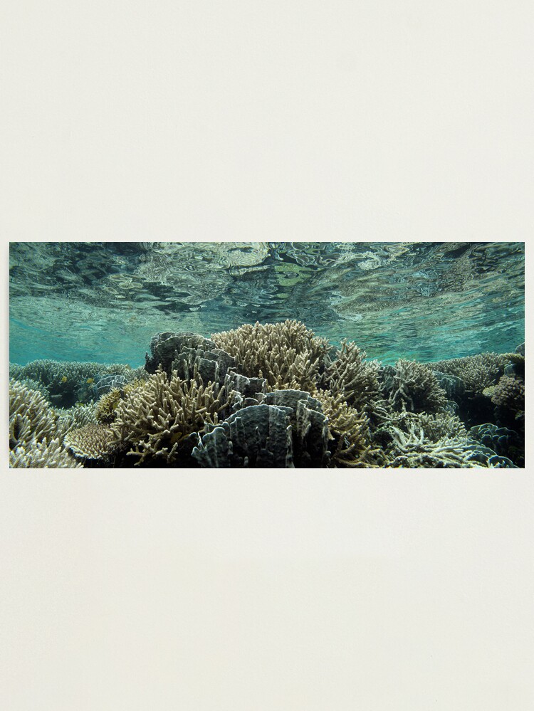 Alternate view of Coral Community at Pulau Wofo III Photographic Print