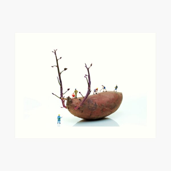 Cultivation on a sweet potato Art Print