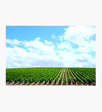 Vineyard Photographic Print