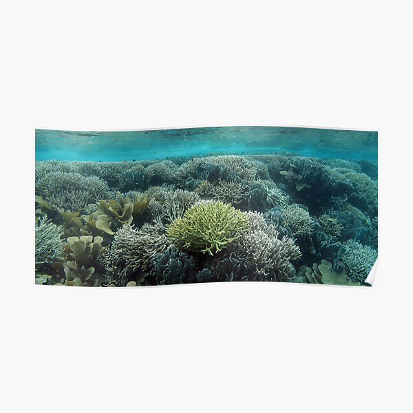 Coral Community at Pulau Wofo IV Poster