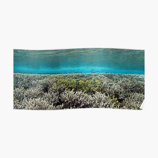 Coral Community at Pulau Wofo VI Poster