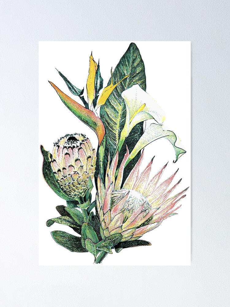 South African Flowers Proteas Zantedeschia And Strelitzia Poster By Skadler888 Redbubble