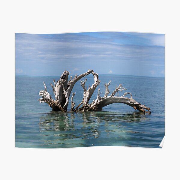 Driftwood in Lagoon Poster