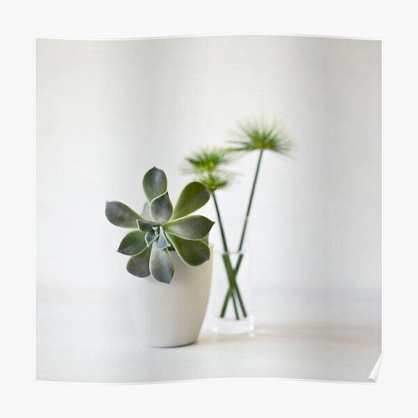 green & white still life Poster