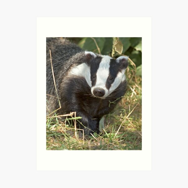 Being a badger Art Print