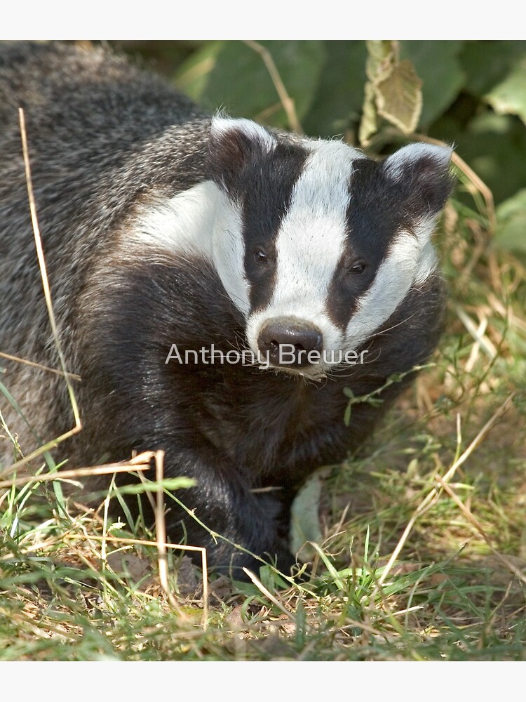 Being a badger by dailyanimals