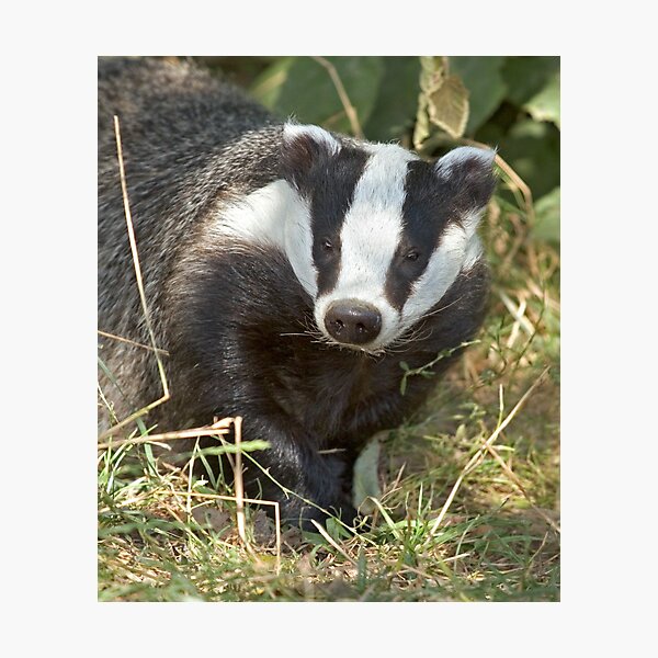 Being a badger Photographic Print