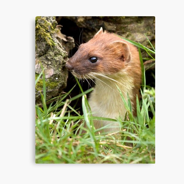 Surprise stoat Canvas Print