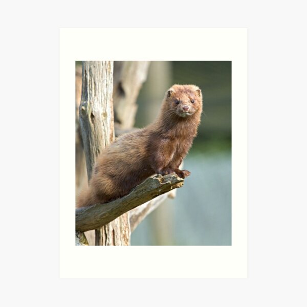 Mink sees all Art Print