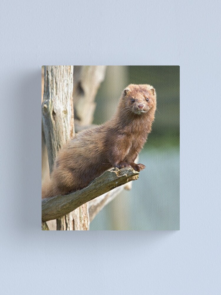 Alternate view of Mink sees all Canvas Print