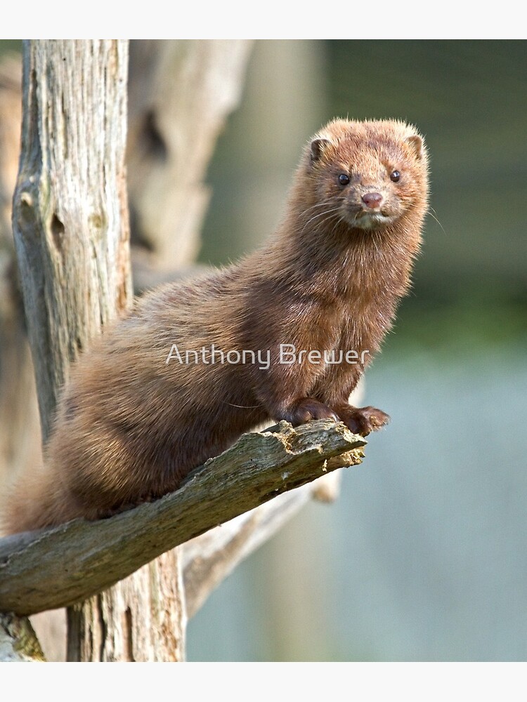 Mink sees all by dailyanimals