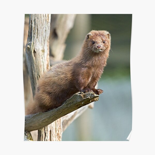 Mink sees all Poster